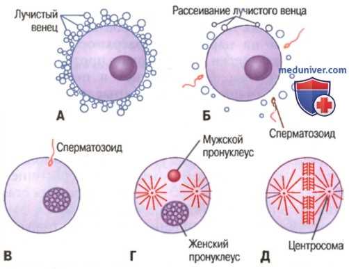 Как хронические заболевания могут замедлить этот процесс?