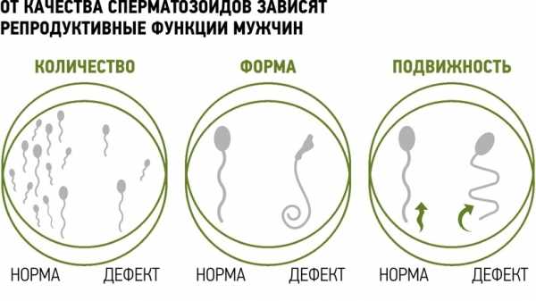 Сколько времени требуется для созревания спермиев?