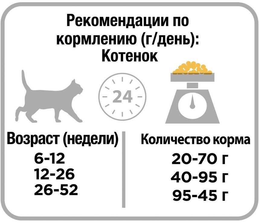 Сколько раз в день необходимо кормить домашнего кота для поддержания его здоровья и благополучия