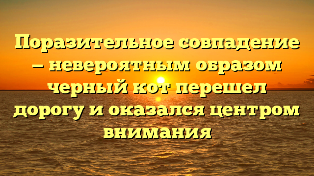 Поразительное совпадение — невероятным образом черный кот перешел дорогу и оказался центром внимания