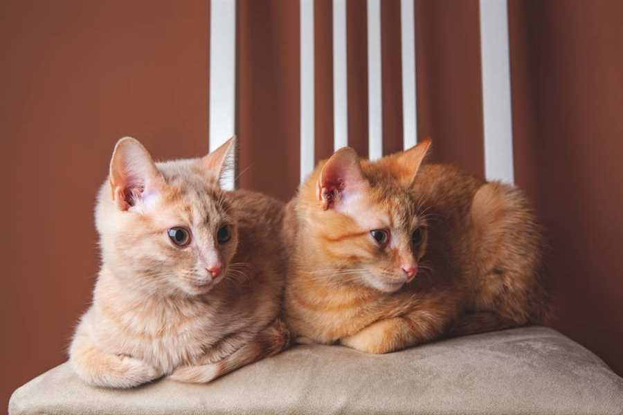 Размещение кота и кошки в одной квартире — советы по совместному проживанию и укреплению взаимоотношений между питомцами