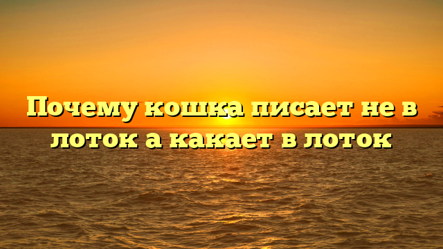 Почему кошка писает не в лоток а какает в лоток