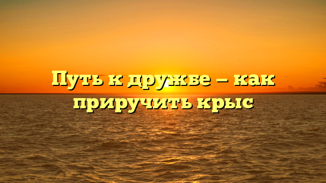 Путь к дружбе — как приручить крыс